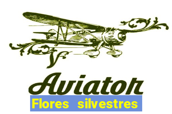 Flores silvestres brasileiras 25